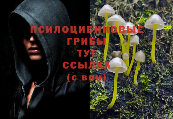 PSILOCYBIN Верхний Тагил